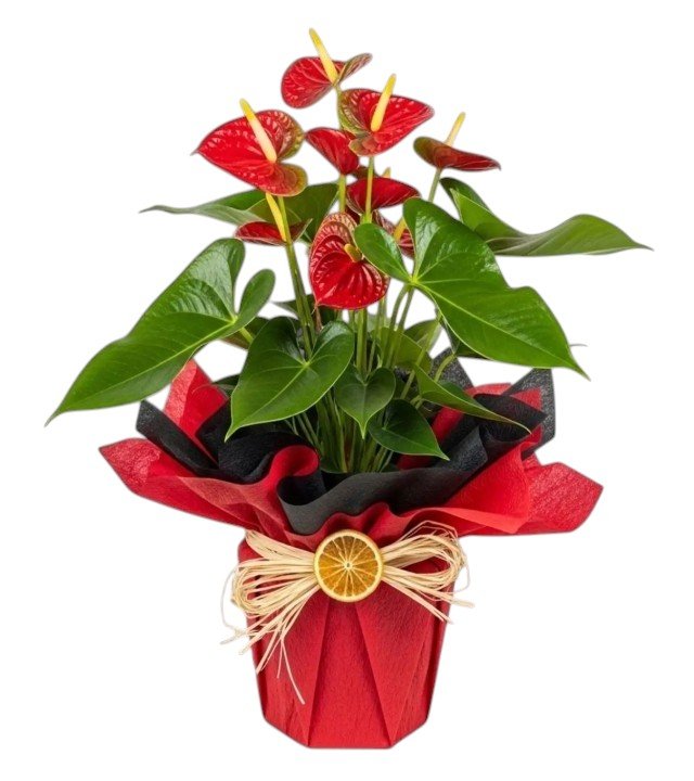 Anthurium