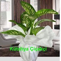 Dieffenbachia Orta Boy Çiçek