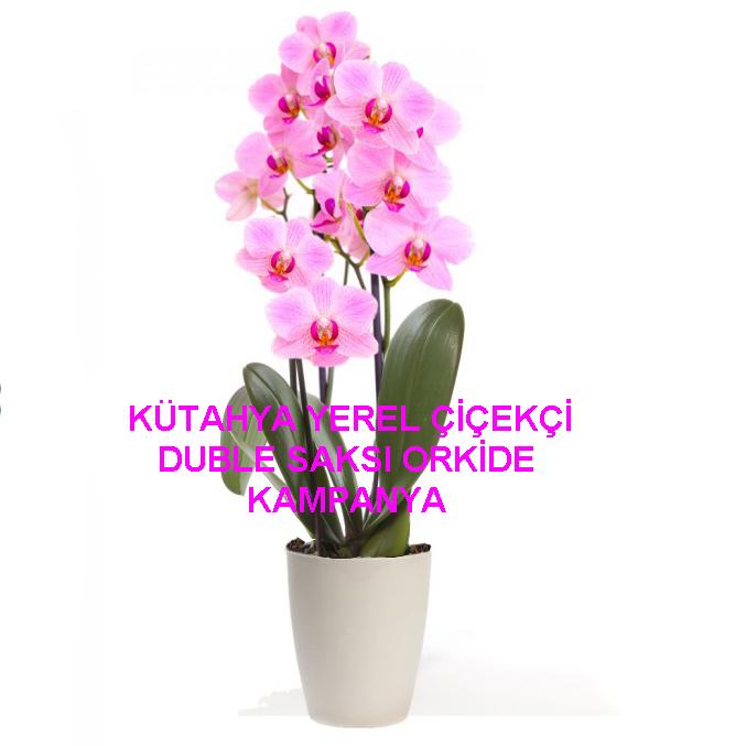 Saksı Orkide