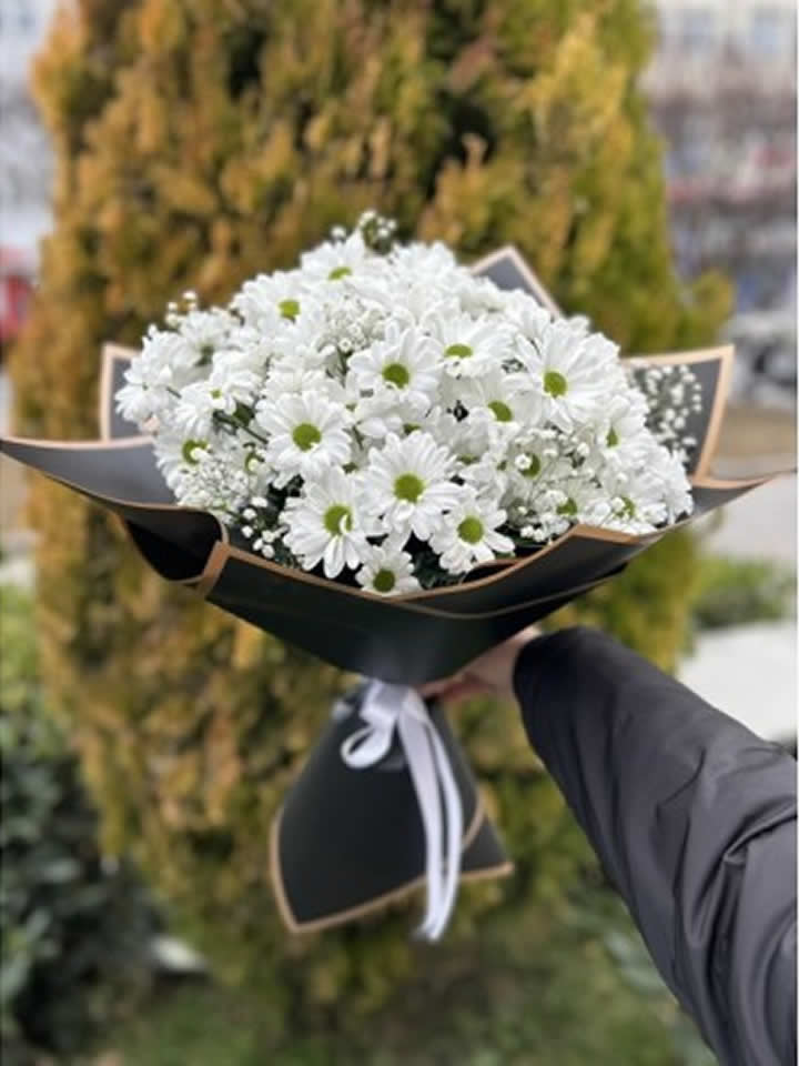 Aşk Yıldızı Çiçeği