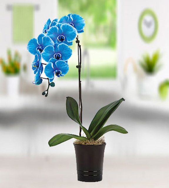 Saksı İçinde Mavi Orkide