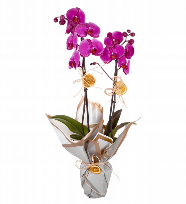 Beyaz Saksıda Orkide Çift Dal